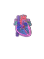 "Anatomy of the Heart" Badge Reel